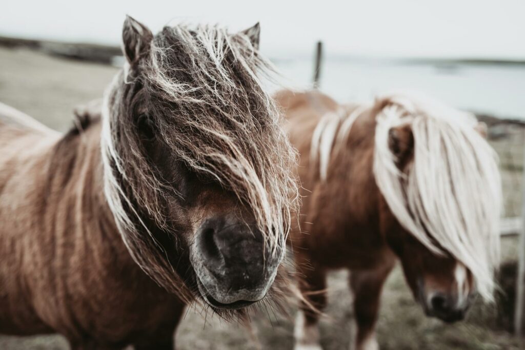 Two equines with manes blowing